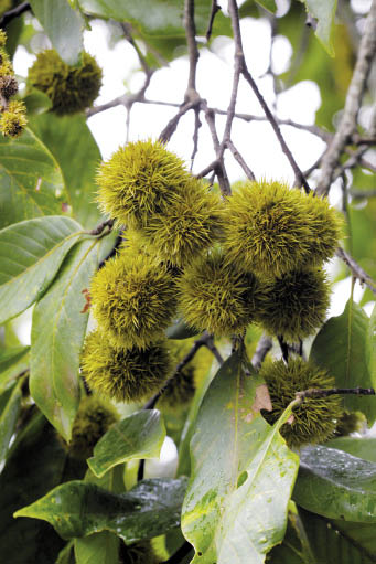 ดอกหรีดดอย Gentiana napulifera Franch.<br/>GENTIANACEAE